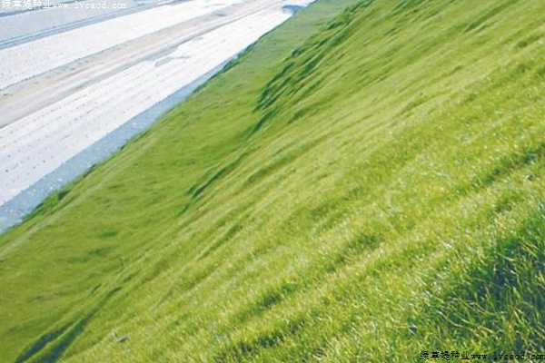 草坪在边坡复绿工程中的应用