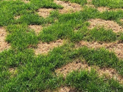 草坪腐霉枯萎病的症状及防治方法