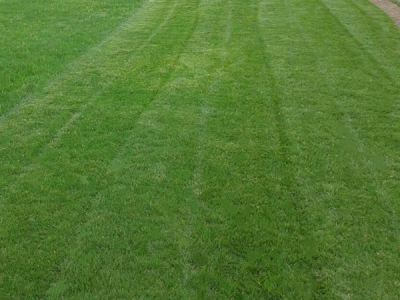 果岭草草坪需要不需要经常修剪