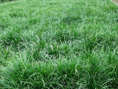 小小麦冬草，它的种子的功效和作用可不少