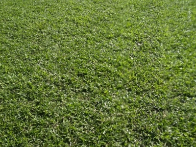 大叶油草坪杂草防除方法