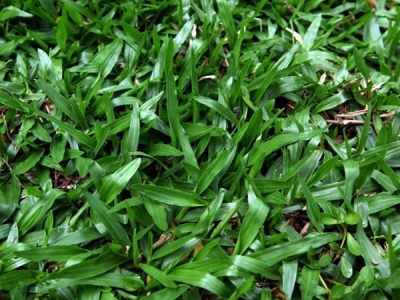 庭院种地毯草好还是果岭草好？