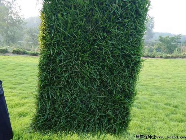 别墅绿化可以用马尼拉草坪吗