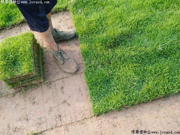 别墅绿化可以用马尼拉草坪吗