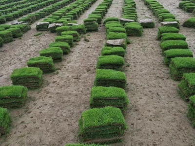 别墅绿化可以用马尼拉草坪吗？