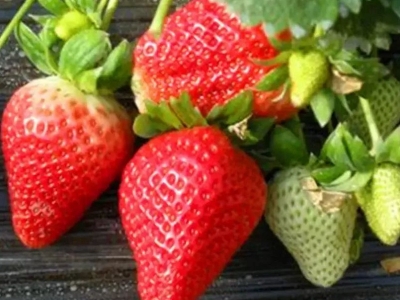 草莓种子价格_图片_种植方法