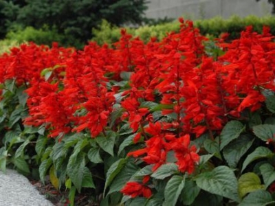 花卉栽培：一串红的栽培技术和养护技巧，在家轻松学会养花