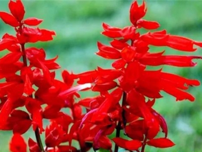 一串红主要是用于观赏，但是它有自然繁殖的功效，所以养殖很简单