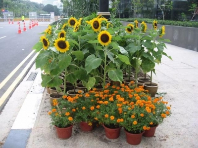 向日葵用种子在花盆里就能轻松养开花，还能收获种子