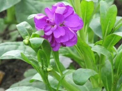 紫罗兰种子多少钱一斤？紫罗兰怎么养？