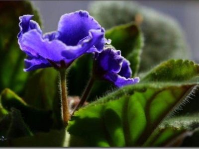 养紫罗兰，做好这几点，让其枝繁叶茂，花开爆盆
