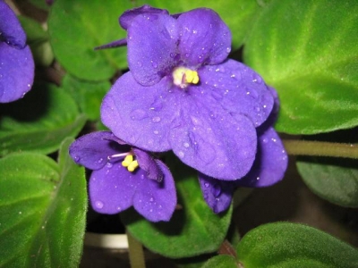紫罗兰什么时候开花，为什么不开花，你了解吗？