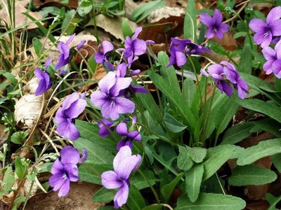 紫花地丁种子的播种量应该是多少？