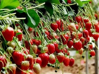 草莓的品种有哪些，有什么特点？