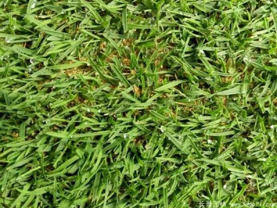 结缕草草坪优缺点是什么？