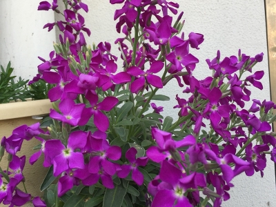 紫罗兰的品种有哪些？