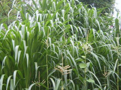 甜象草和皇竹草哪个耐寒