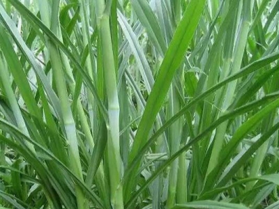 高丹草和甜象草哪个产量高？