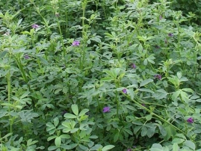 一亩要多少斤紫花苜蓿草籽？