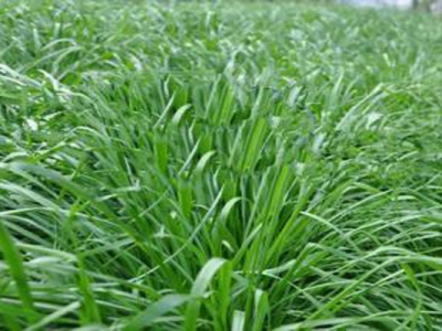 适合黑龙江种植的牧草有哪些？