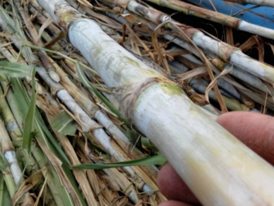 贵州种植皇竹草冬季能生长吗