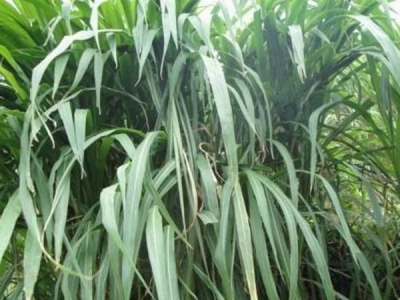 皇竹草种多久才可以割草呢？