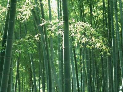 7月份移栽的竹子怎样维护？