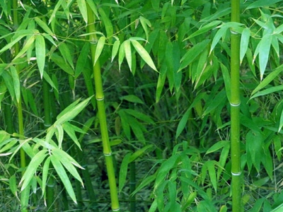 6月竹子怎么移栽才能成活？