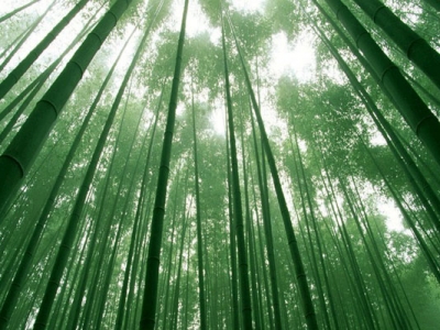 竹子种子种植几月份开始种？