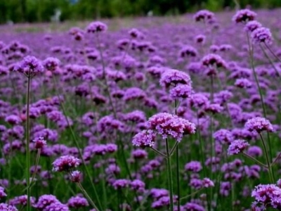 紫花苜蓿种子几月成熟