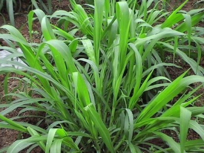 皇竹草种子能发芽吗？