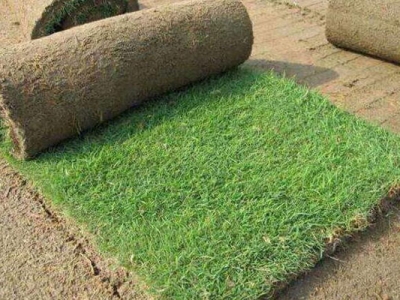 地毯草和果岭草哪个更好？