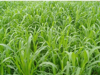 高丹草和玉米草哪个耐旱？