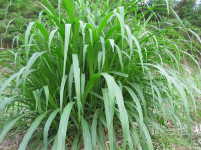 皇竹草和甜象草哪个产量高？