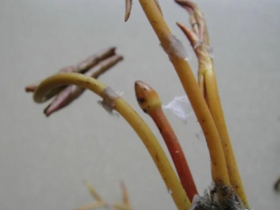 睡莲块茎种植当年会开花吗?
