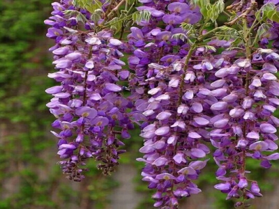 紫藤树可以用种子繁殖吗？
