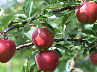 苹果是什么季节种植？