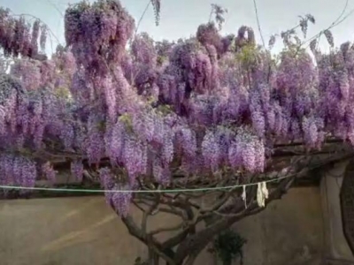 一棵四十年紫藤树算是古树吗