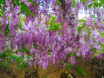 紫藤树苗移栽方法