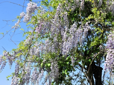 紫藤树夏天怎么移栽