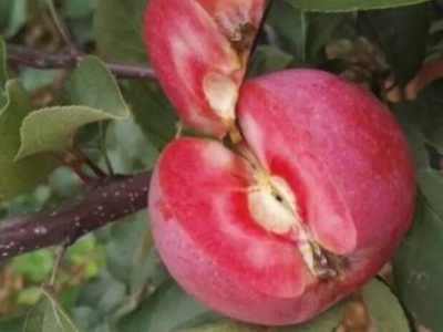 什么苹果苗适应贵州种植