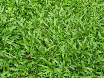 地毯草和四季青草坪有什么区别？