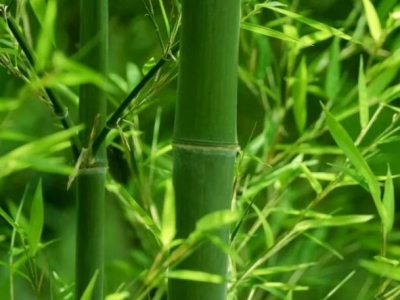 一平方大概要种多少棵竹子