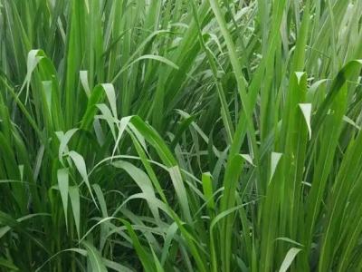 甜象草和皇竹草哪个产量高