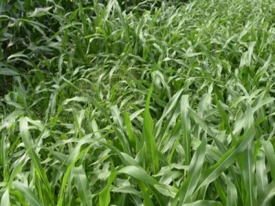 墨西哥玉米草和皇竹草营养对比