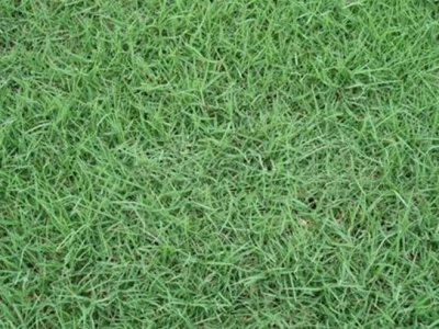 重庆护坡的草籽哪种最好
