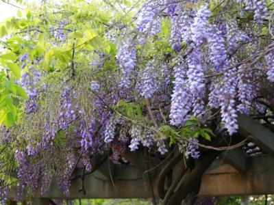 紫藤树生长在什么地区