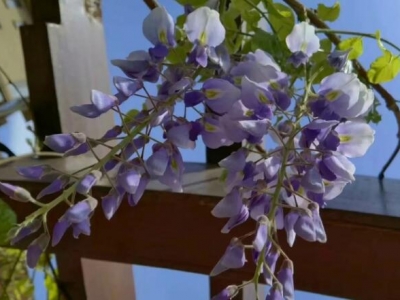 紫藤树夏天为什么长得慢