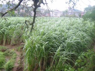 阿坝洲能不能种植皇竹草