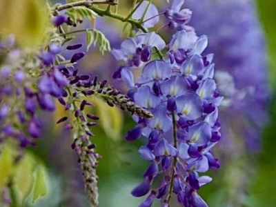 紫藤种子有什么用处